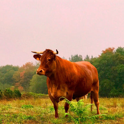 Carnes Selectas de Galicia