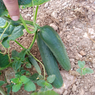 Pepino (kg)