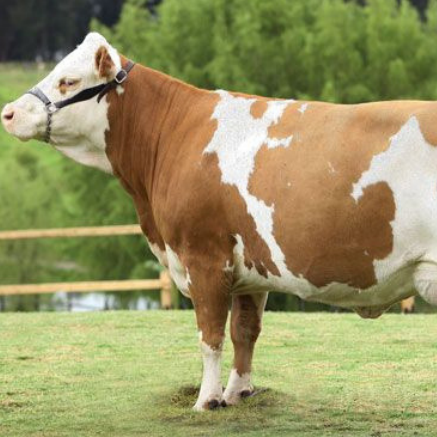 Lomo Entero Holstein Doble Selección Europa