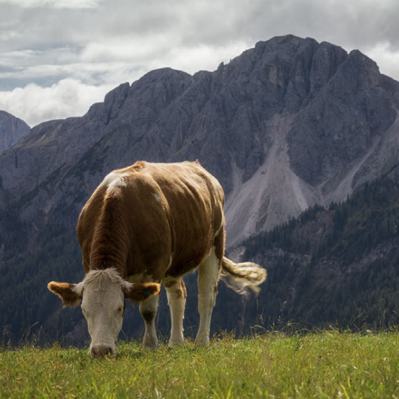 Holstein Europa (despiece)