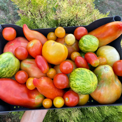Tomate (Distintas Variedades)