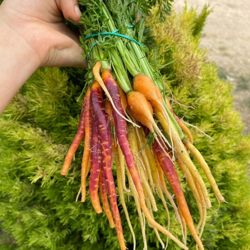 
                  
                    Zanahoria
                  
                